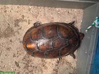 Weissmaul-Klappschildkröte, männlich zu verkaufen