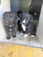 Labrador Mischlingswelpen suchen liebes Zuhause