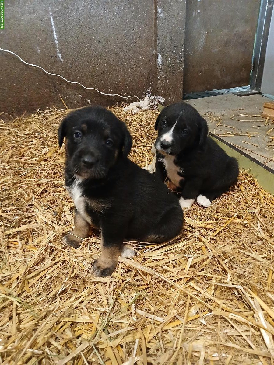 Bild 2: Labrador Mischlingswelpen suchen liebes Zuhause