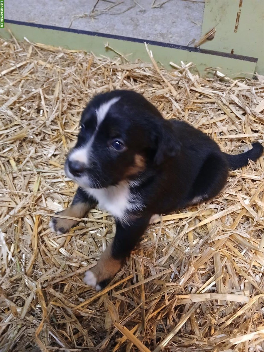 Bild 3: Labrador Mischlingswelpen suchen liebes Zuhause