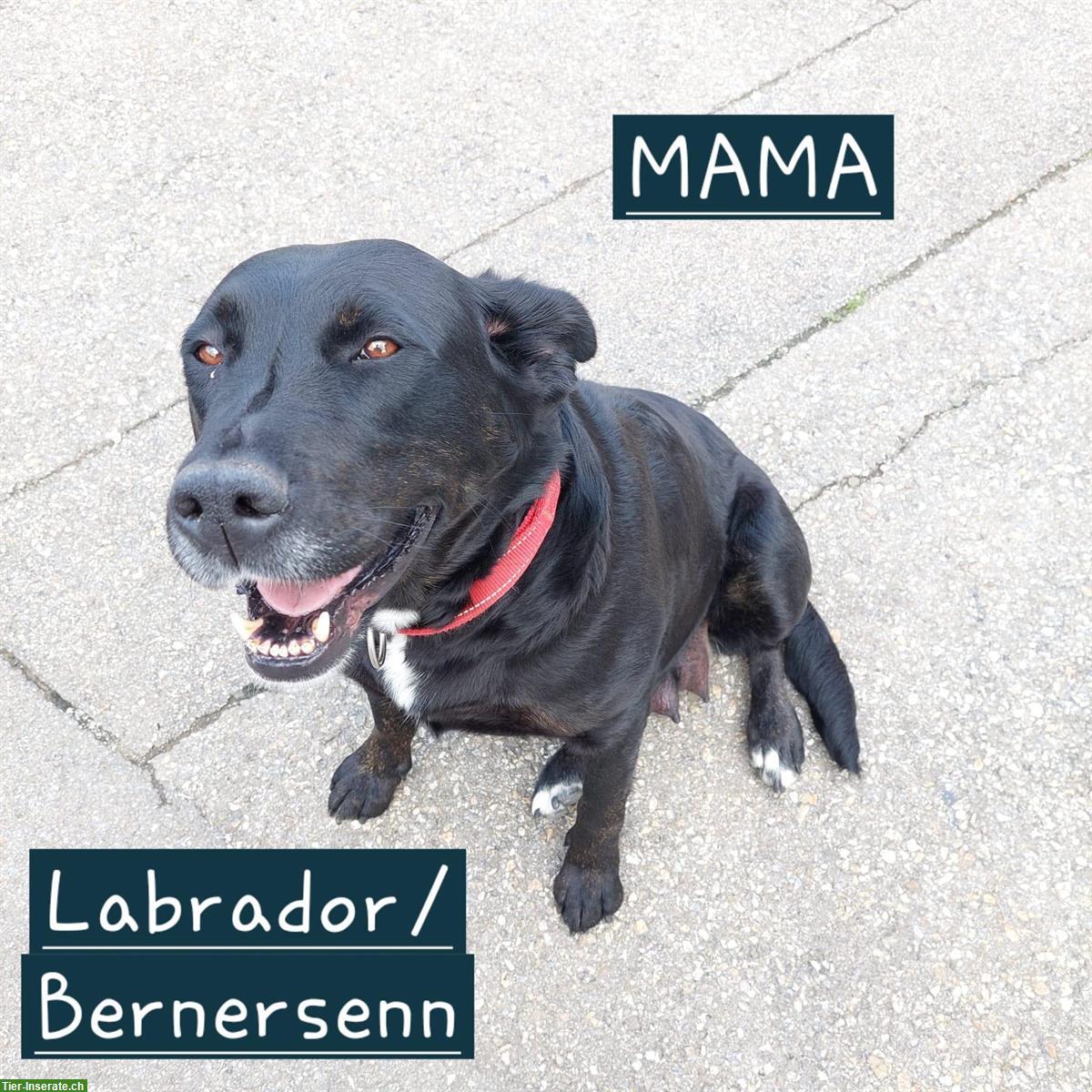 Bild 5: Labrador Mischlingswelpen suchen liebes Zuhause