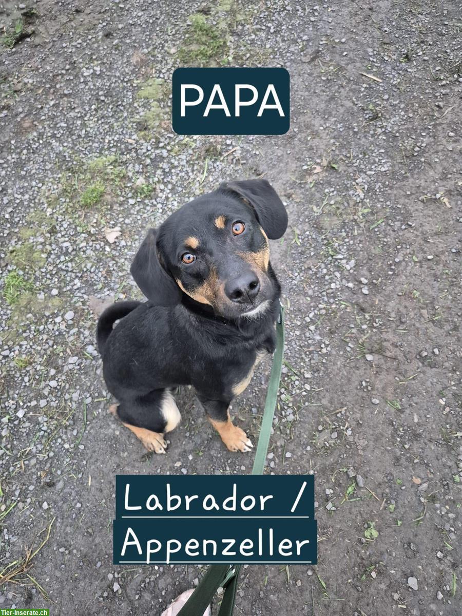 Bild 6: Labrador Mischlingswelpen suchen liebes Zuhause