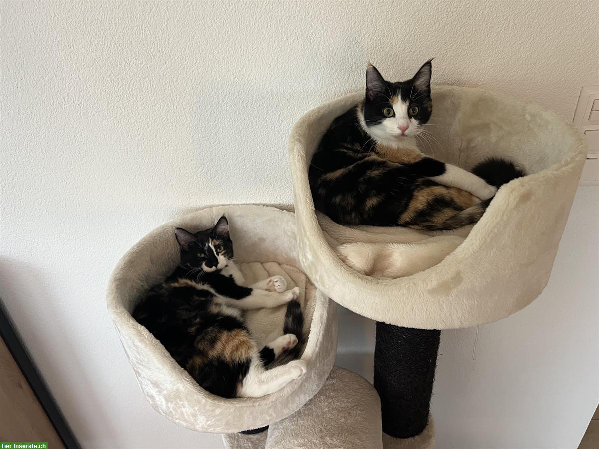 Katzen Cara & Ciela suchen vorübergehendes Zuhause