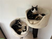 Katzen Cara & Ciela suchen vorübergehendes Zuhause