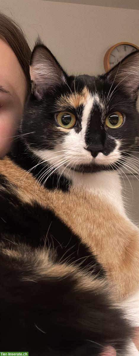 Bild 2: Katzen Cara & Ciela suchen vorübergehendes Zuhause