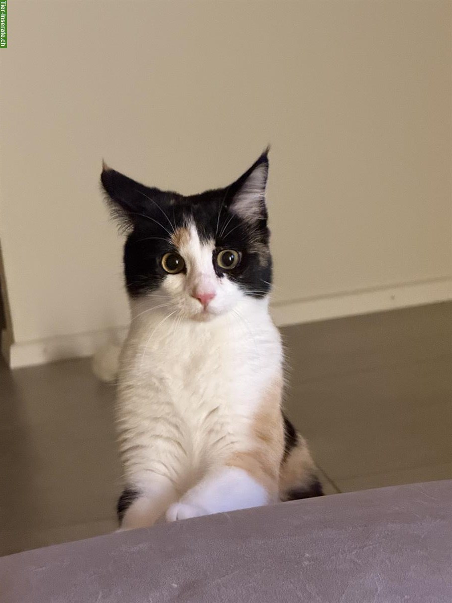 Bild 3: Katzen Cara & Ciela suchen vorübergehendes Zuhause