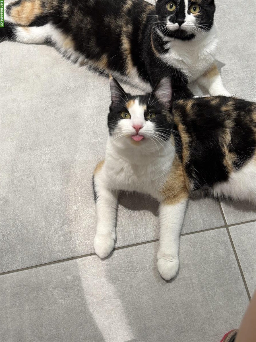 Bild 4: Katzen Cara & Ciela suchen vorübergehendes Zuhause