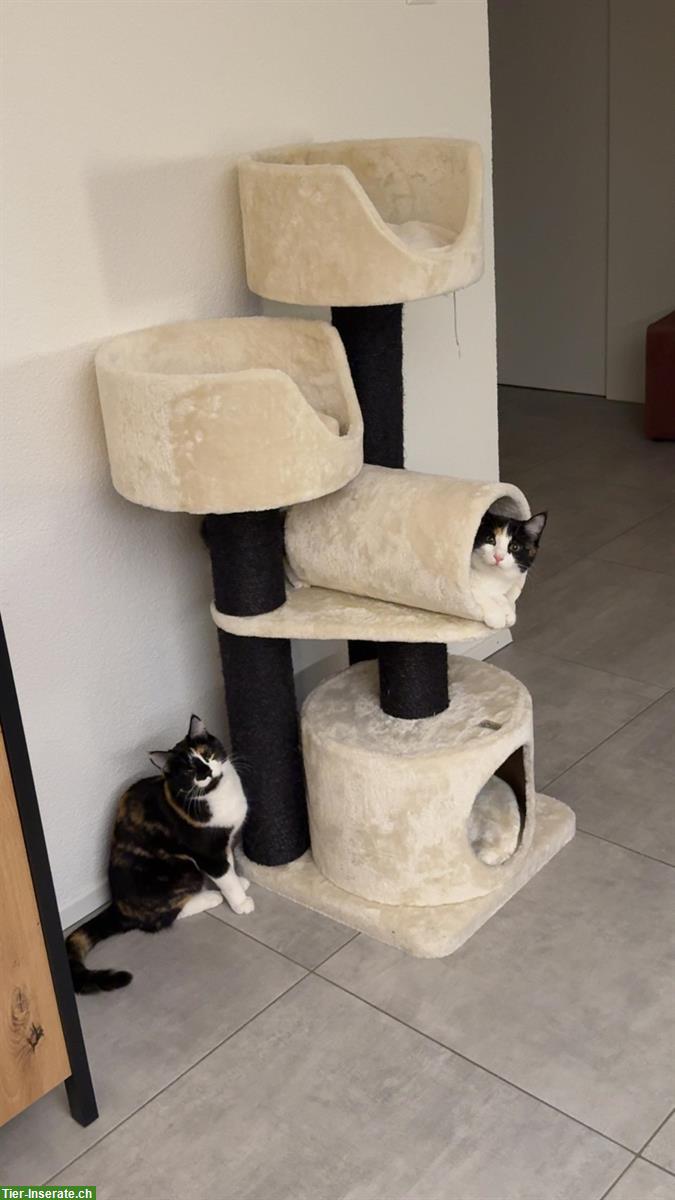 Bild 5: Katzen Cara & Ciela suchen vorübergehendes Zuhause
