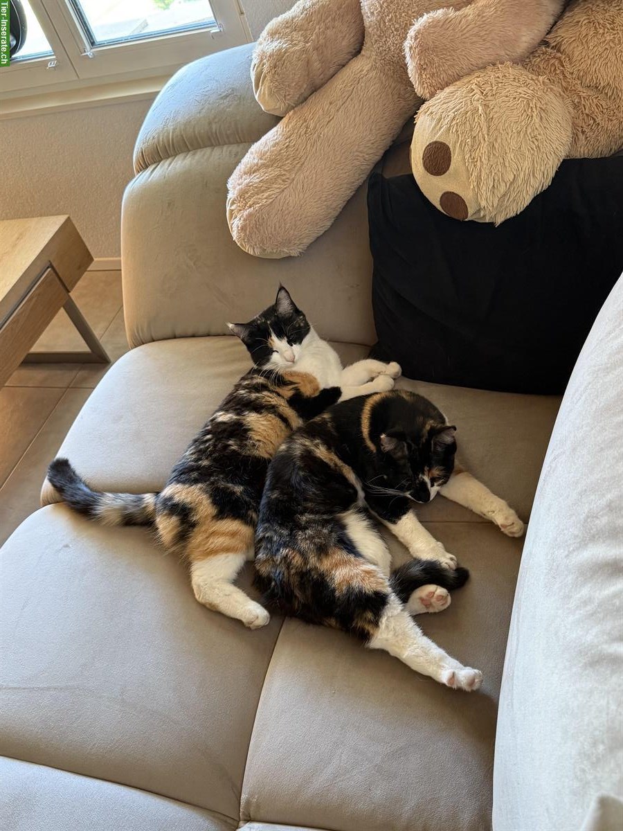 Bild 6: Katzen Cara & Ciela suchen vorübergehendes Zuhause