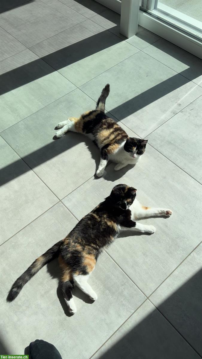 Bild 7: Katzen Cara & Ciela suchen vorübergehendes Zuhause