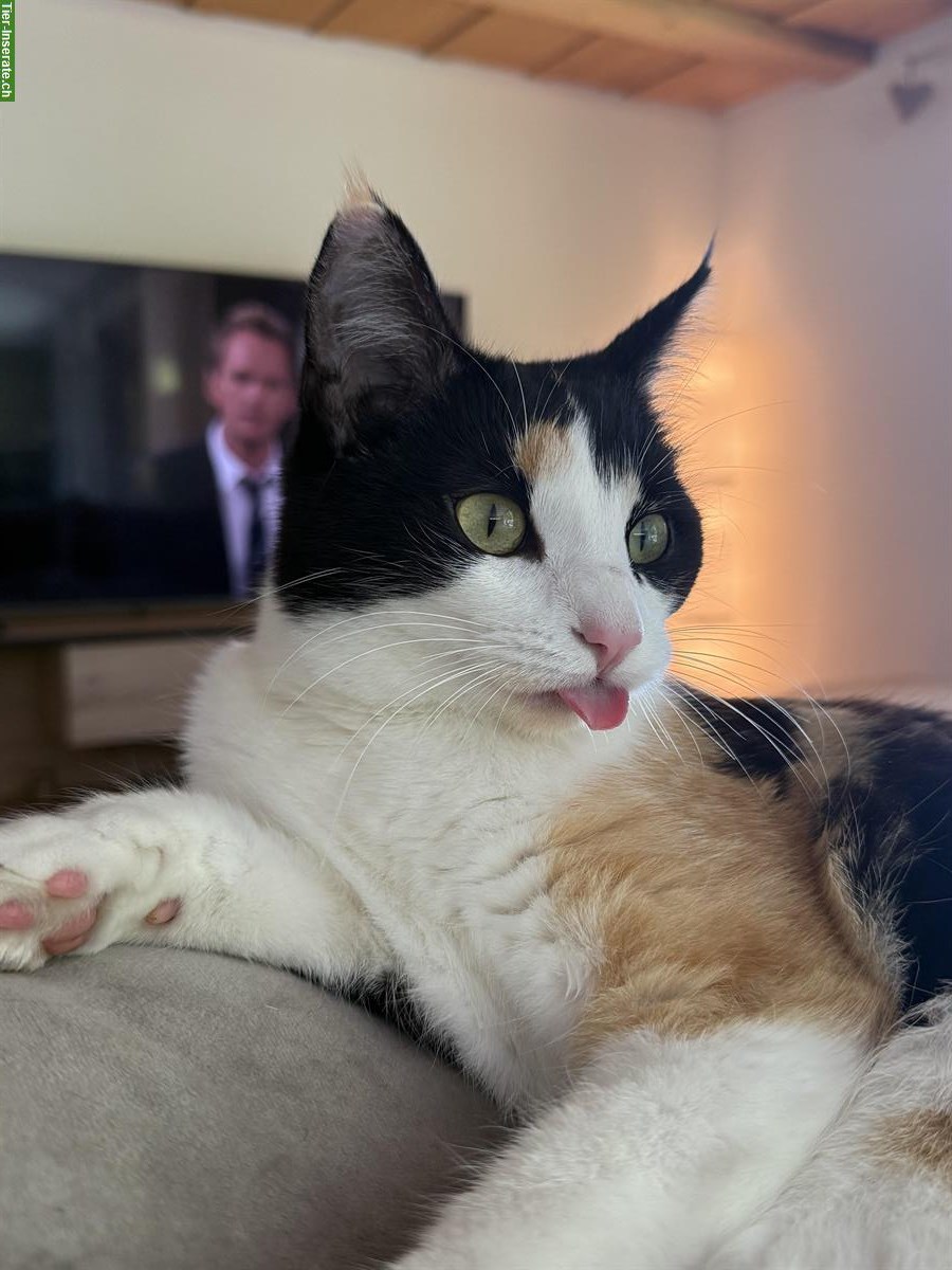 Bild 8: Katzen Cara & Ciela suchen vorübergehendes Zuhause