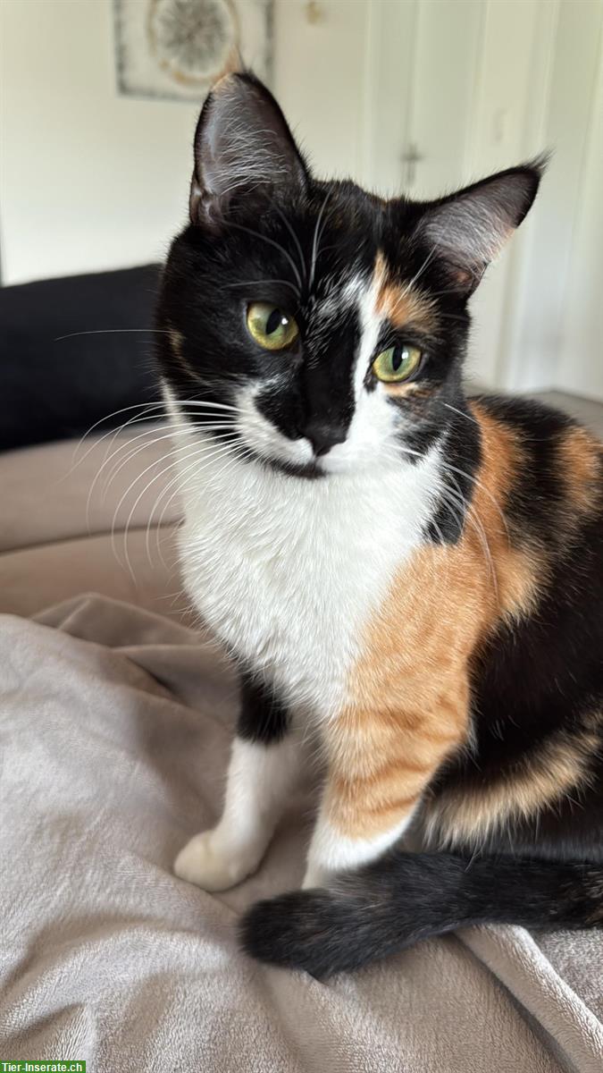 Bild 9: Katzen Cara & Ciela suchen vorübergehendes Zuhause