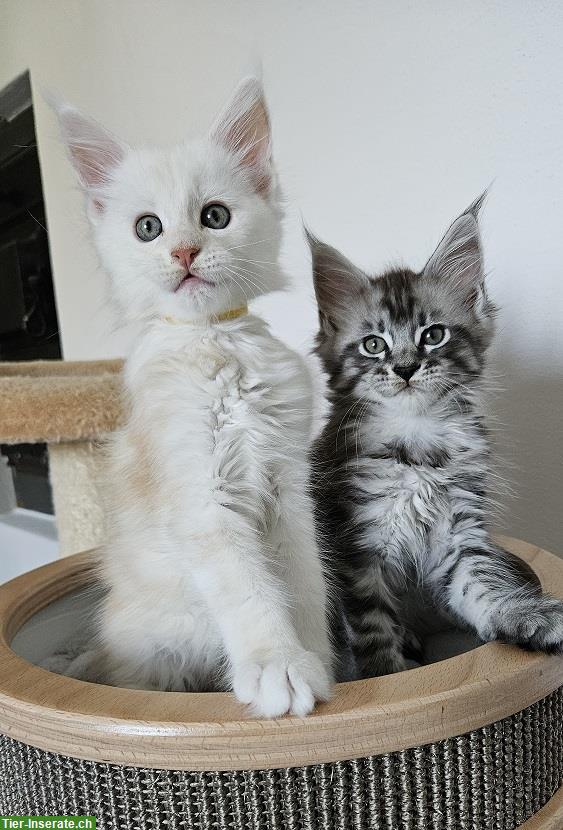 2 Maine Coon Kitten, Katerchen mit Stammbaum