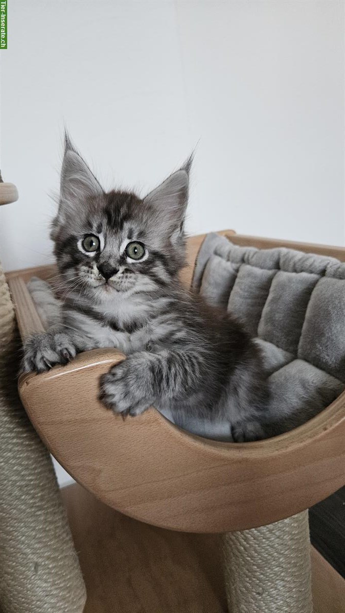 Bild 2: 2 Maine Coon Kitten, Katerchen mit Stammbaum