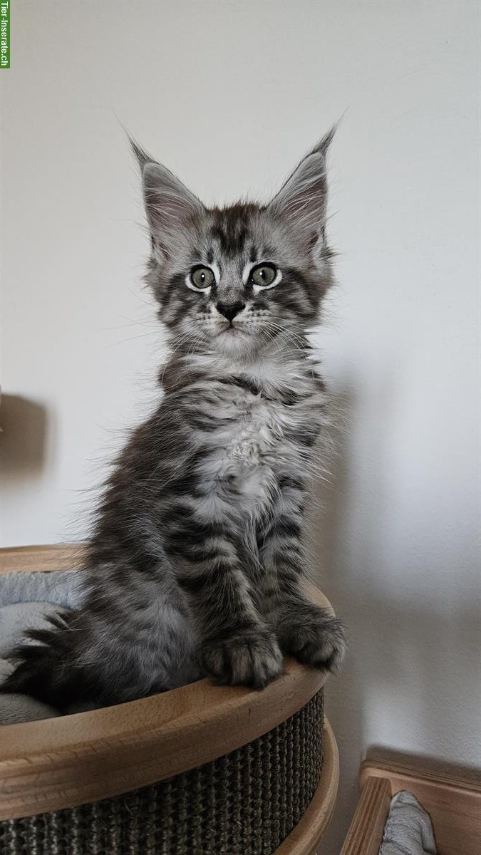 Bild 3: 2 Maine Coon Kitten, Katerchen mit Stammbaum