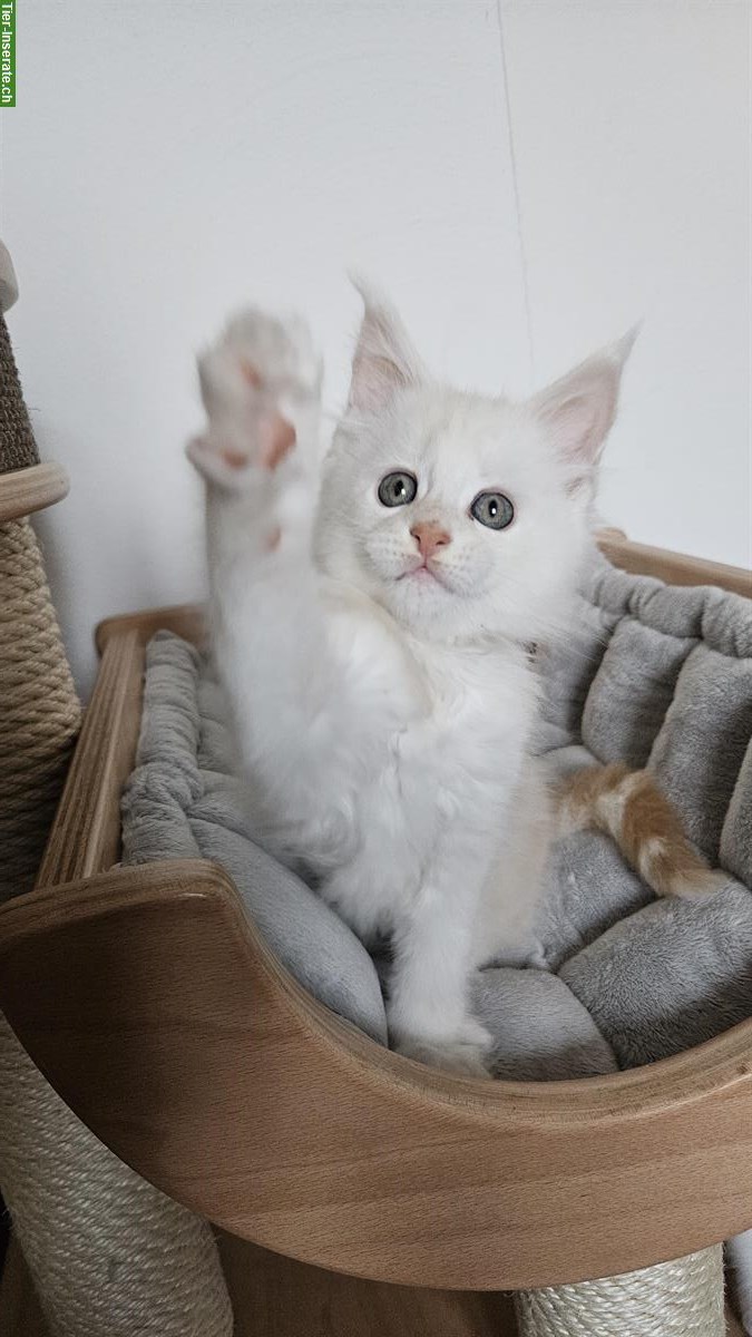 Bild 4: 2 Maine Coon Kitten, Katerchen mit Stammbaum