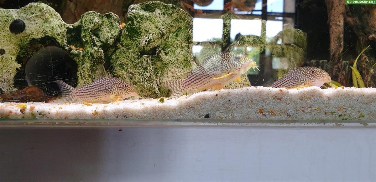 Corydoras Sterbas Panzerwels aus eigener Nachzucht