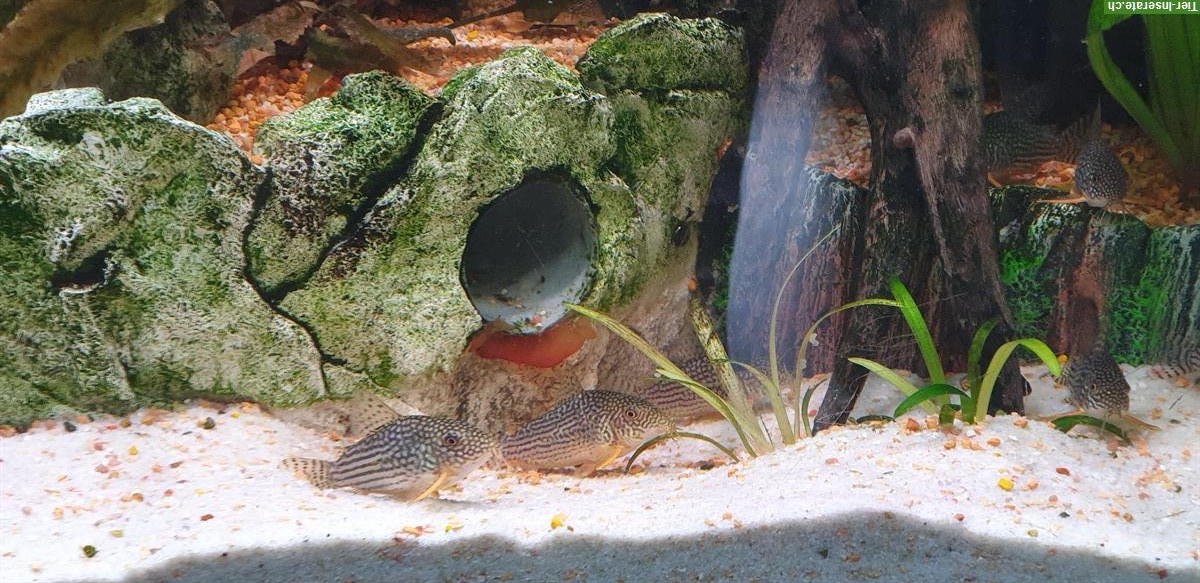Bild 2: Corydoras Sterbas Panzerwels aus eigener Nachzucht