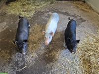 2 grössere + 3 kleine Minischweine zu verkaufen