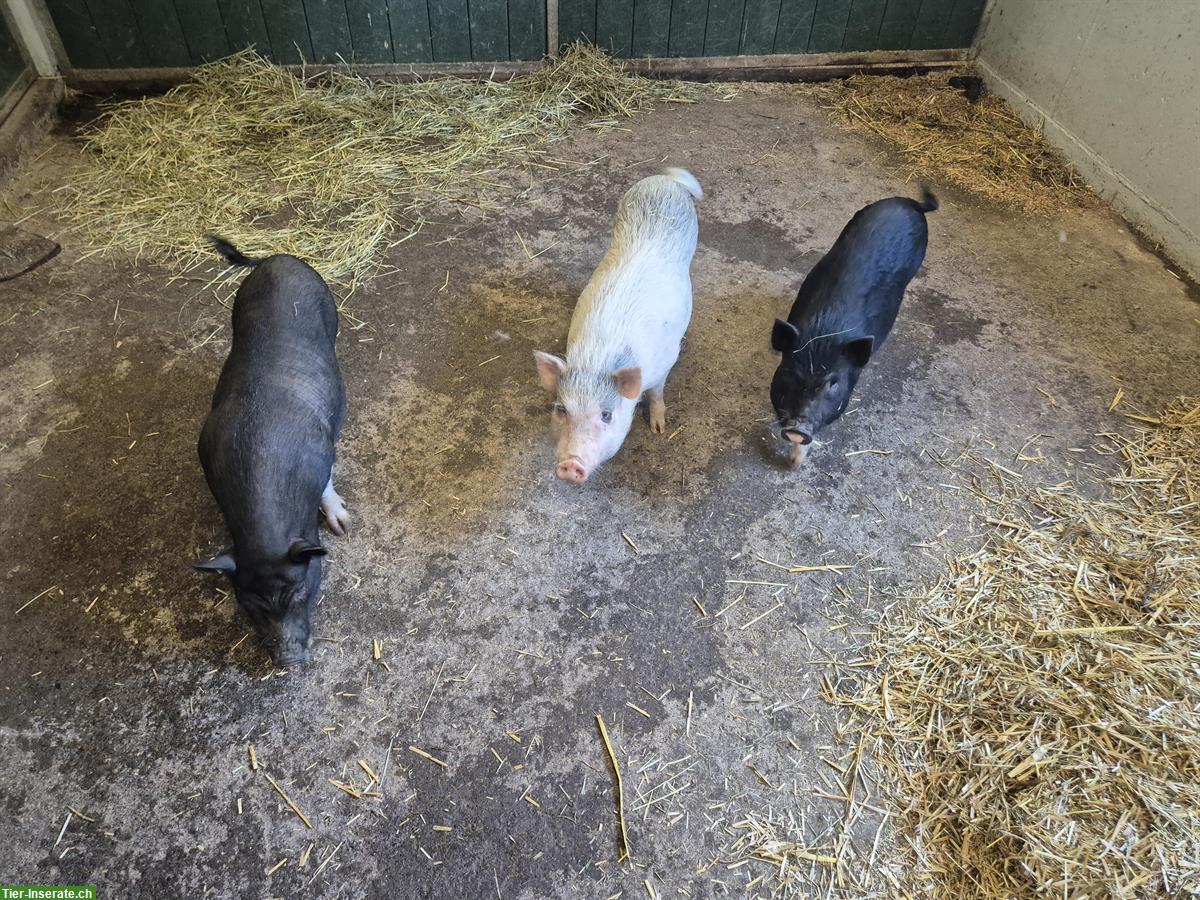 Bild 2: 2 grössere + 3 kleine Minischweine zu verkaufen