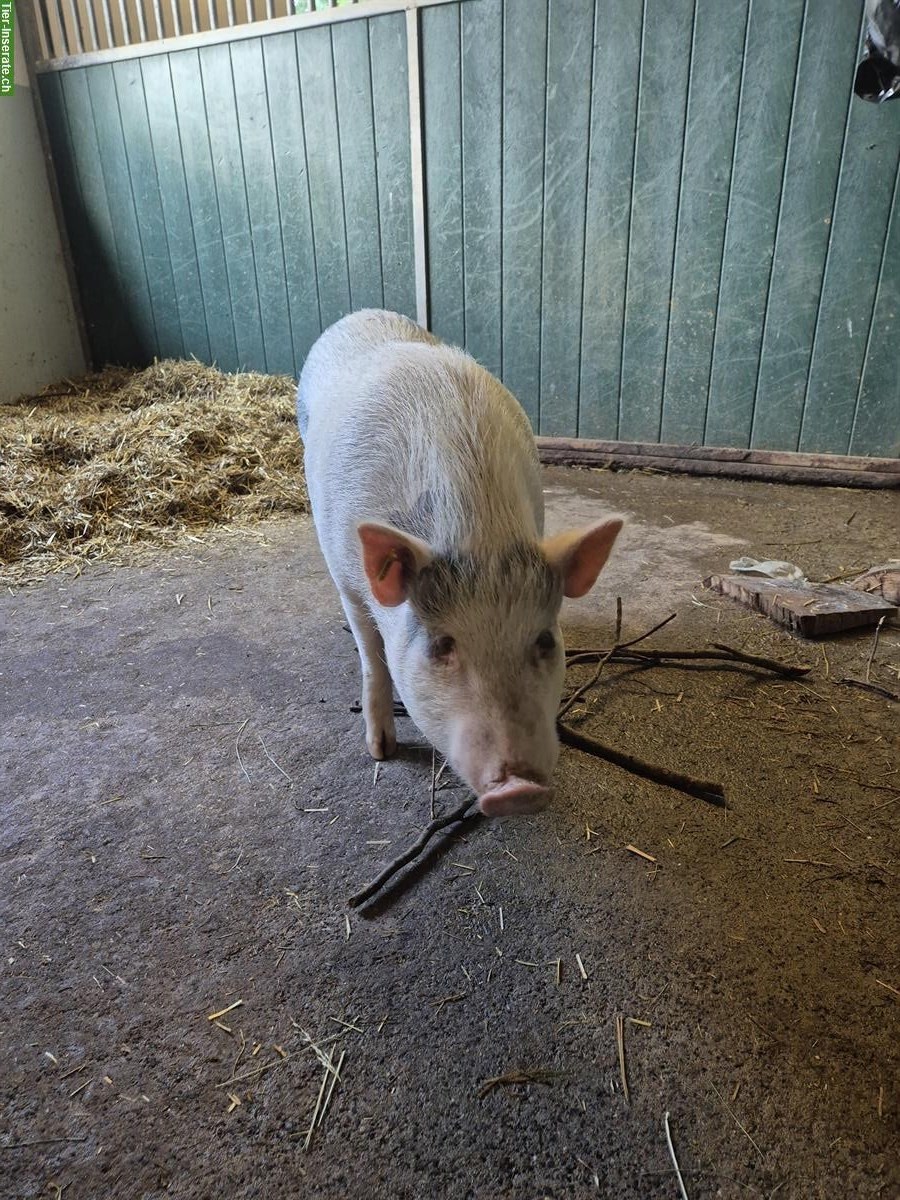 Bild 3: 2 grössere + 3 kleine Minischweine zu verkaufen