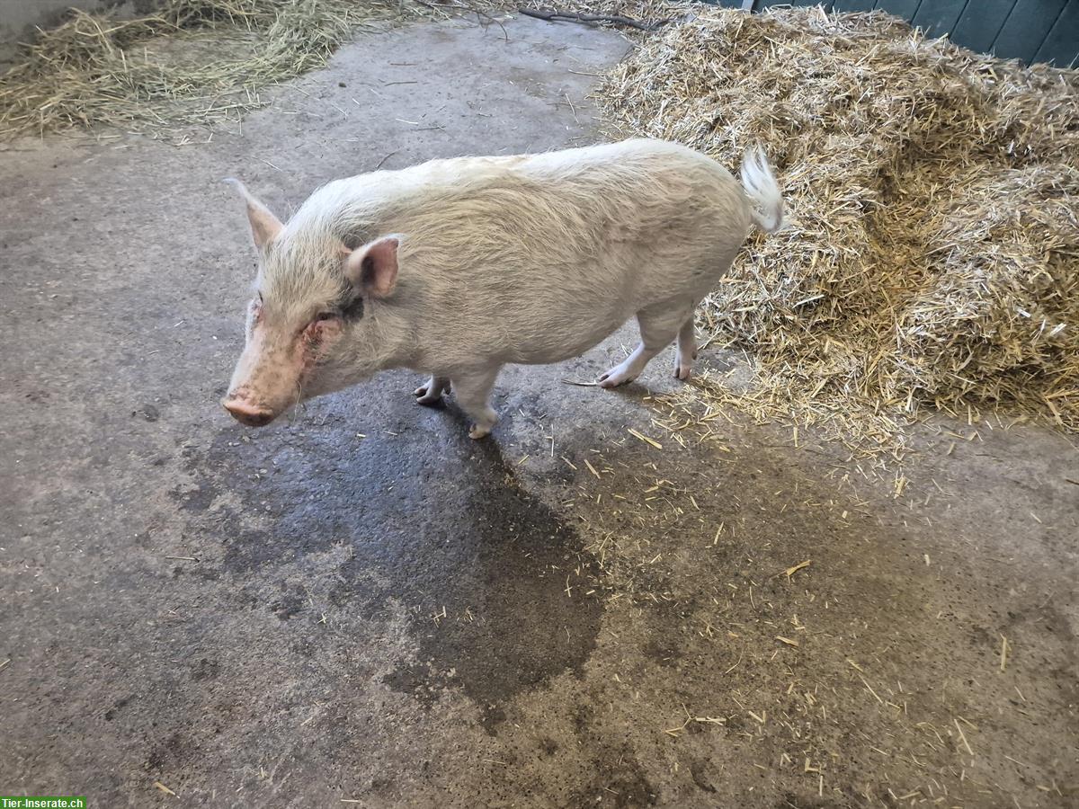 Bild 4: 2 grössere + 3 kleine Minischweine zu verkaufen