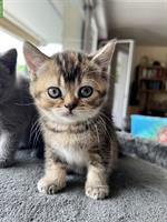 Britisch Kurzhaar Kitten, reinrassig ohne Stammbaum