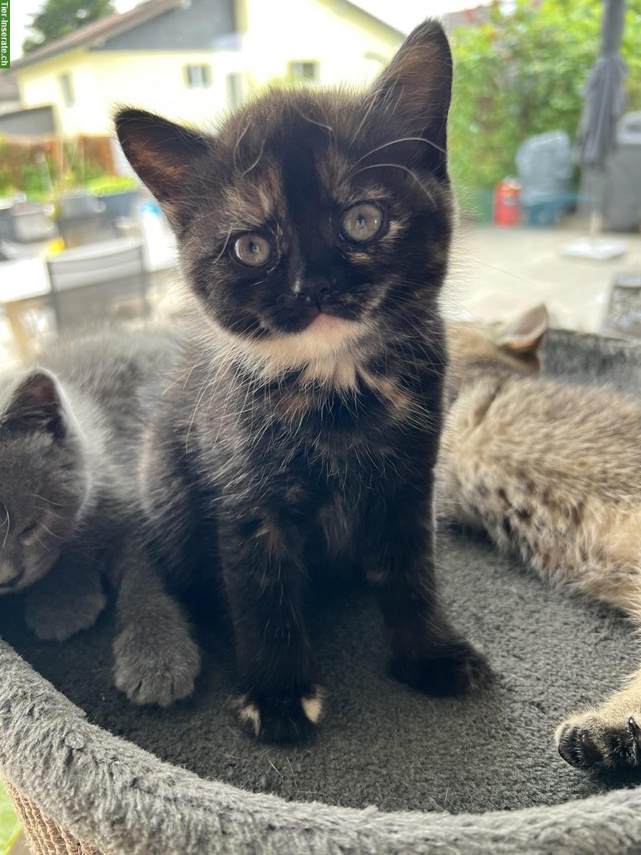 Bild 2: Britisch Kurzhaar Kitten, reinrassig ohne Stammbaum