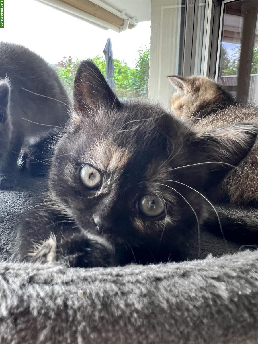 Bild 3: Britisch Kurzhaar Kitten, reinrassig ohne Stammbaum