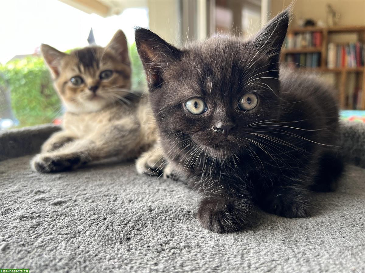 Bild 4: Britisch Kurzhaar Kitten, reinrassig ohne Stammbaum