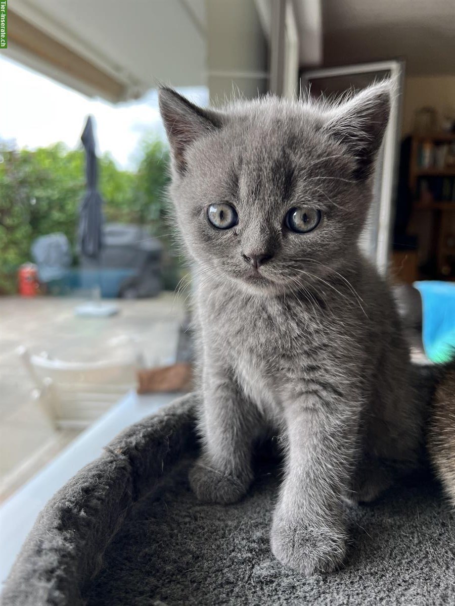 Bild 7: Britisch Kurzhaar Kitten, reinrassig ohne Stammbaum