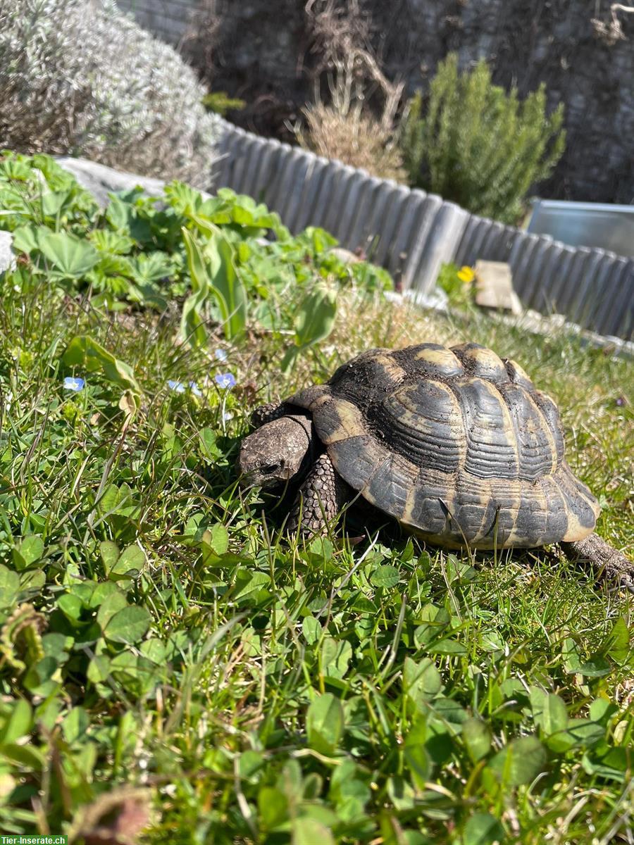 2 Griechische Landschildkröten zu verschenken!