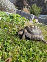 2 Griechische Landschildkröten zu verschenken!
