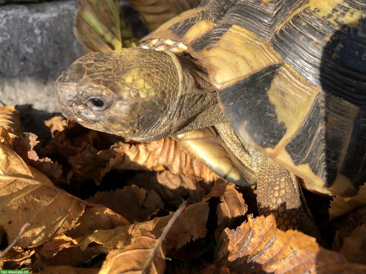 Bild 2: 2 Griechische Landschildkröten zu verschenken!