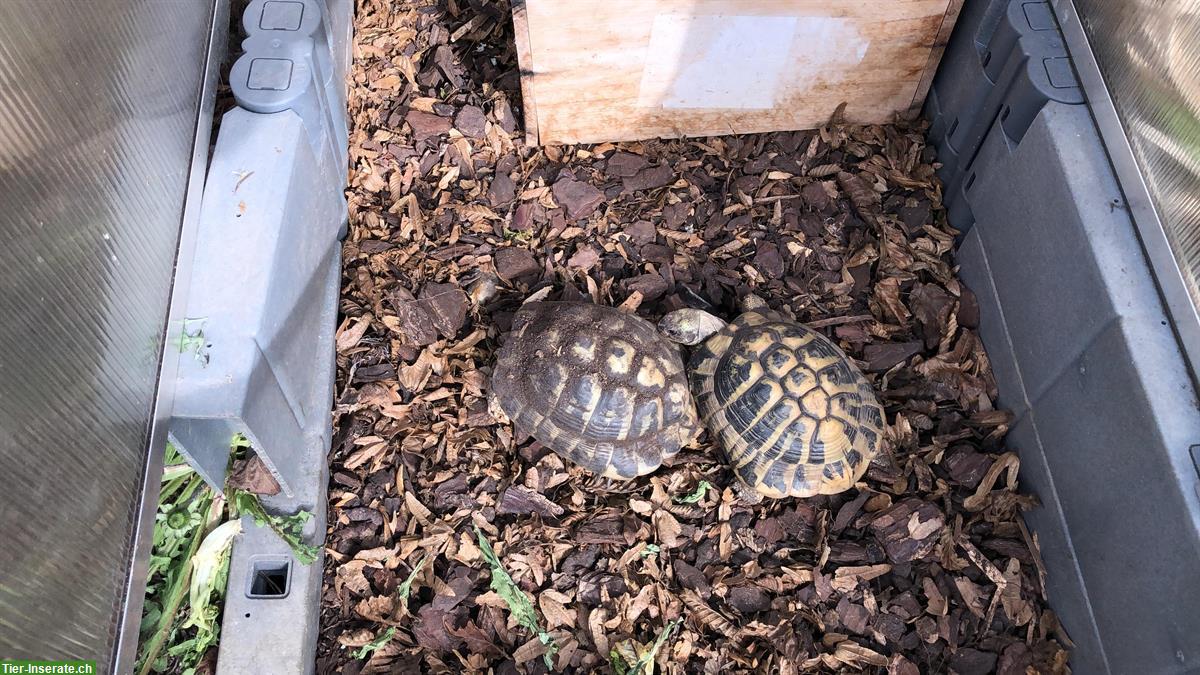 Bild 3: 2 Griechische Landschildkröten zu verschenken!