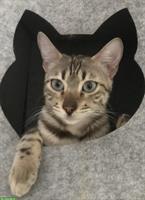 Kiwi, wunderschöne Snow Mink Bengal Zuchtkatze
