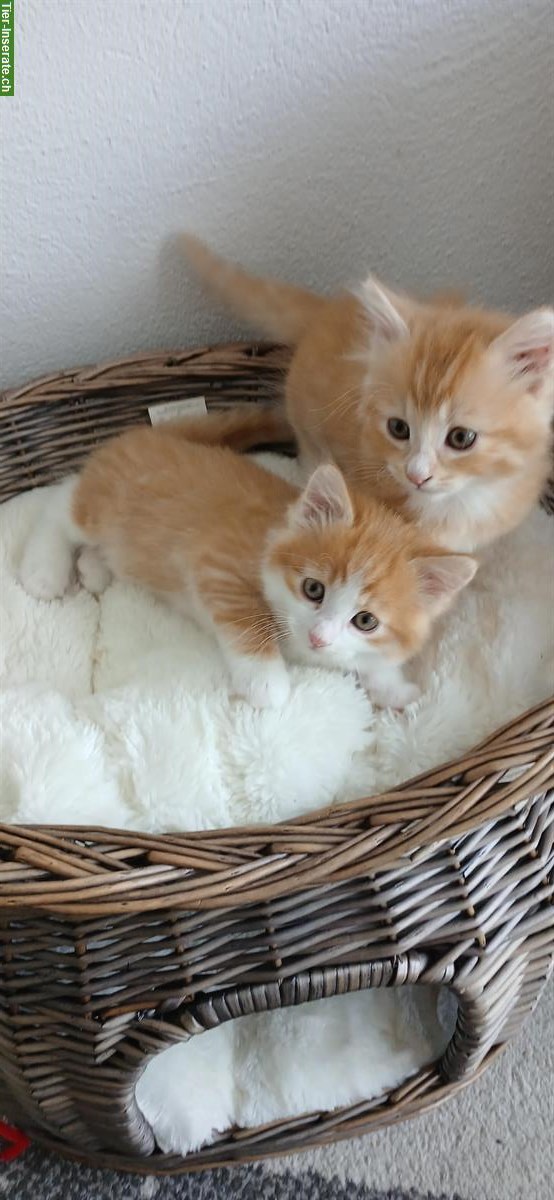 2 süsse Kitten suchen zusammen ein Zuhause