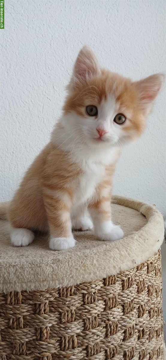 Bild 2: 2 süsse Kitten suchen zusammen ein Zuhause