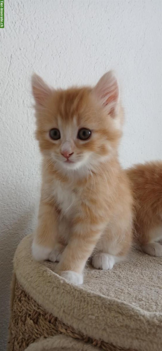 Bild 3: 2 süsse Kitten suchen zusammen ein Zuhause