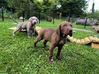 Deutsche Kurzhaar x Weimaraner Welpen suchen Zuhause