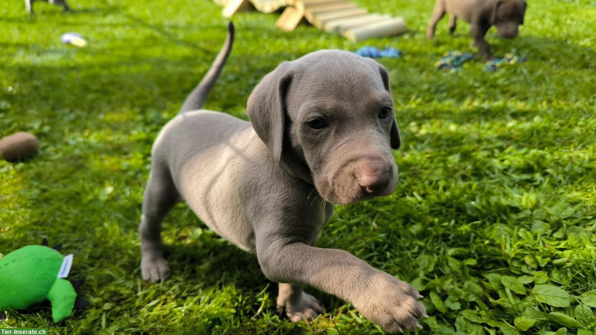 Bild 10: Deutsche Kurzhaar x Weimaraner Welpen suchen Zuhause