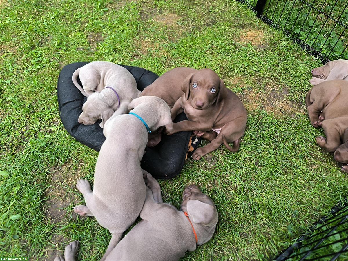 Bild 2: Deutsche Kurzhaar x Weimaraner Welpen suchen Zuhause