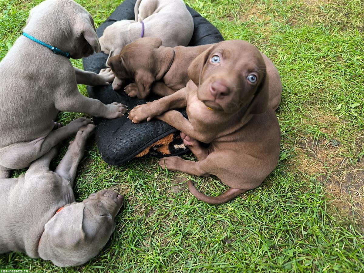 Bild 3: Deutsche Kurzhaar x Weimaraner Welpen suchen Zuhause