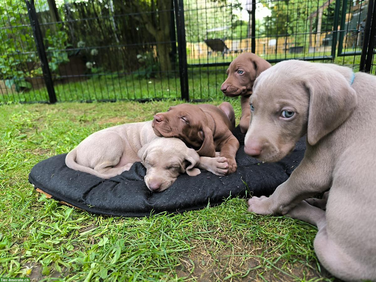 Bild 4: Deutsche Kurzhaar x Weimaraner Welpen suchen Zuhause