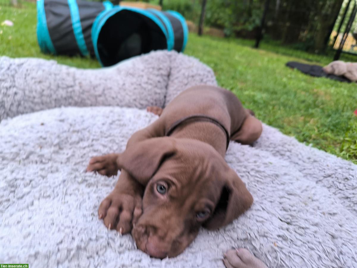 Bild 5: Deutsche Kurzhaar x Weimaraner Welpen suchen Zuhause