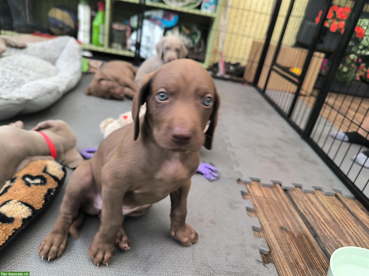 Bild 6: Deutsche Kurzhaar x Weimaraner Welpen suchen Zuhause
