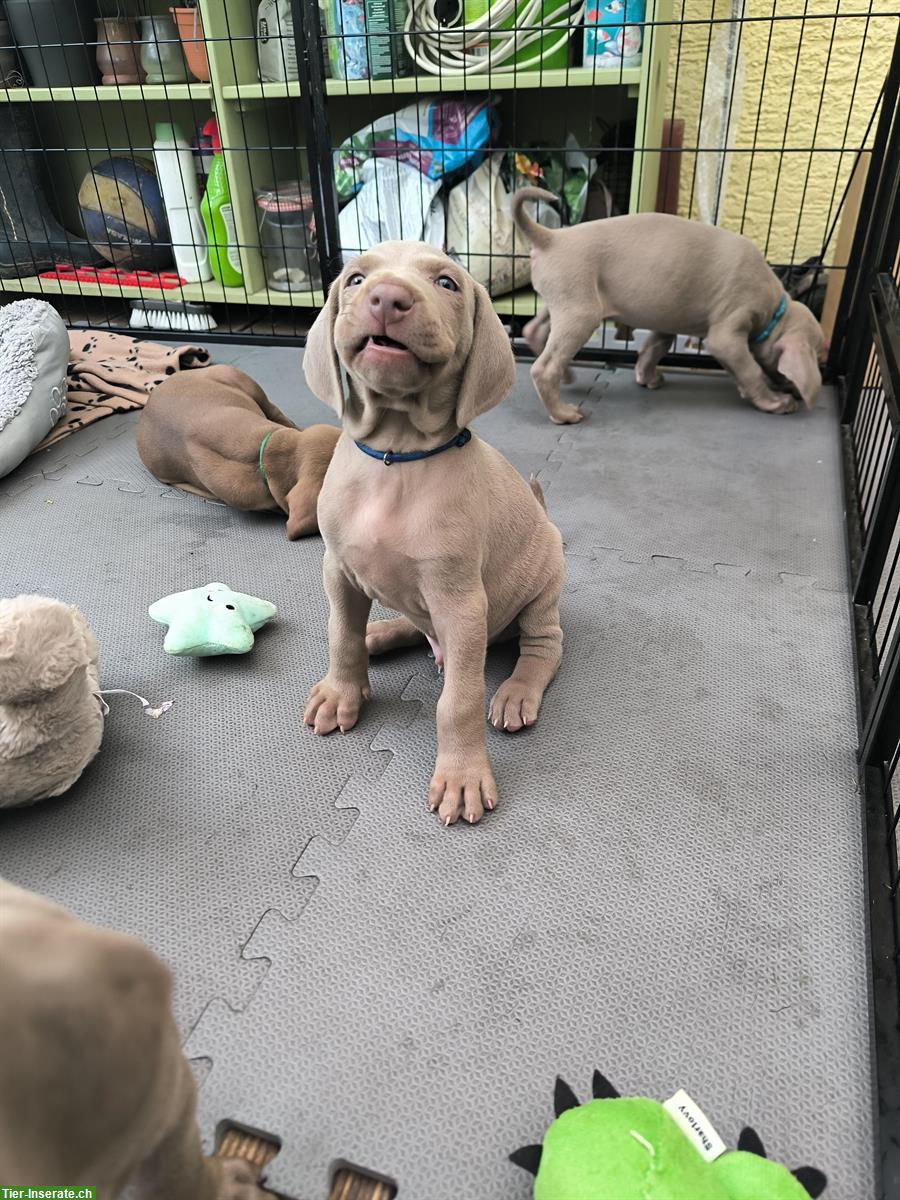 Bild 7: Deutsche Kurzhaar x Weimaraner Welpen suchen Zuhause
