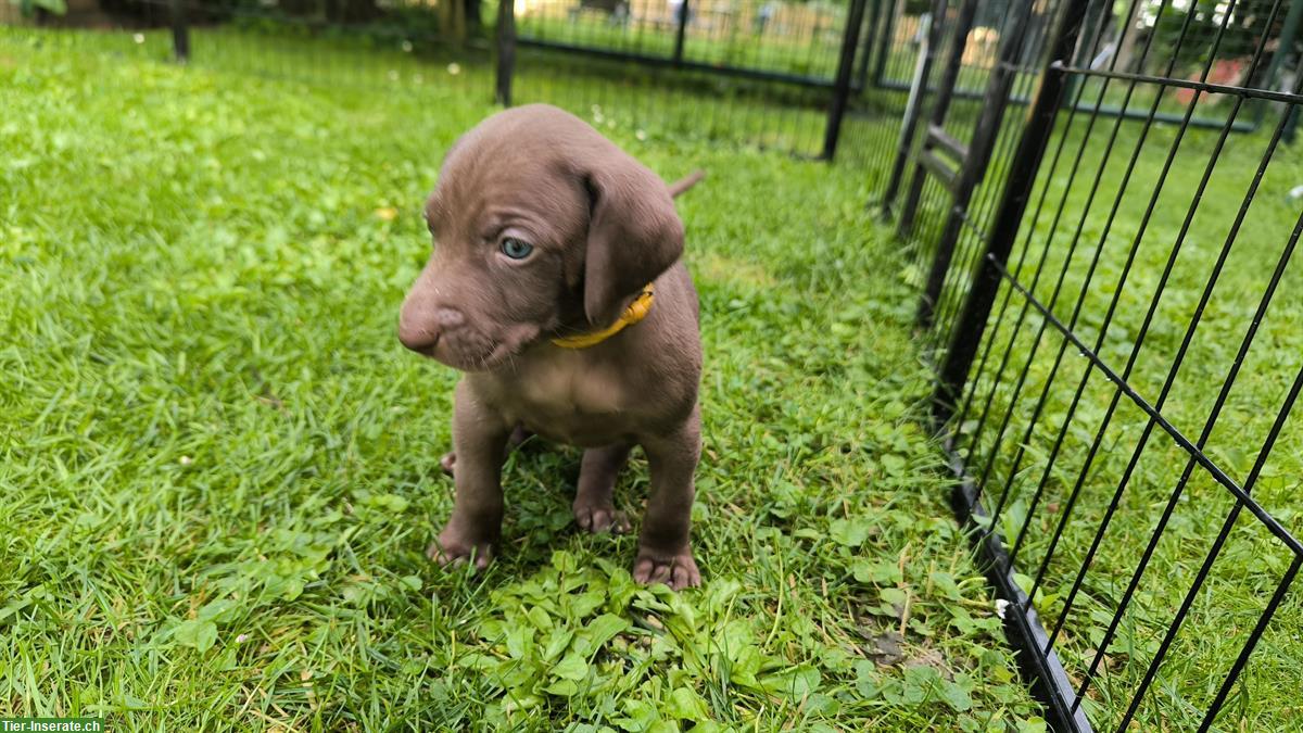 Bild 8: Deutsche Kurzhaar x Weimaraner Welpen suchen Zuhause