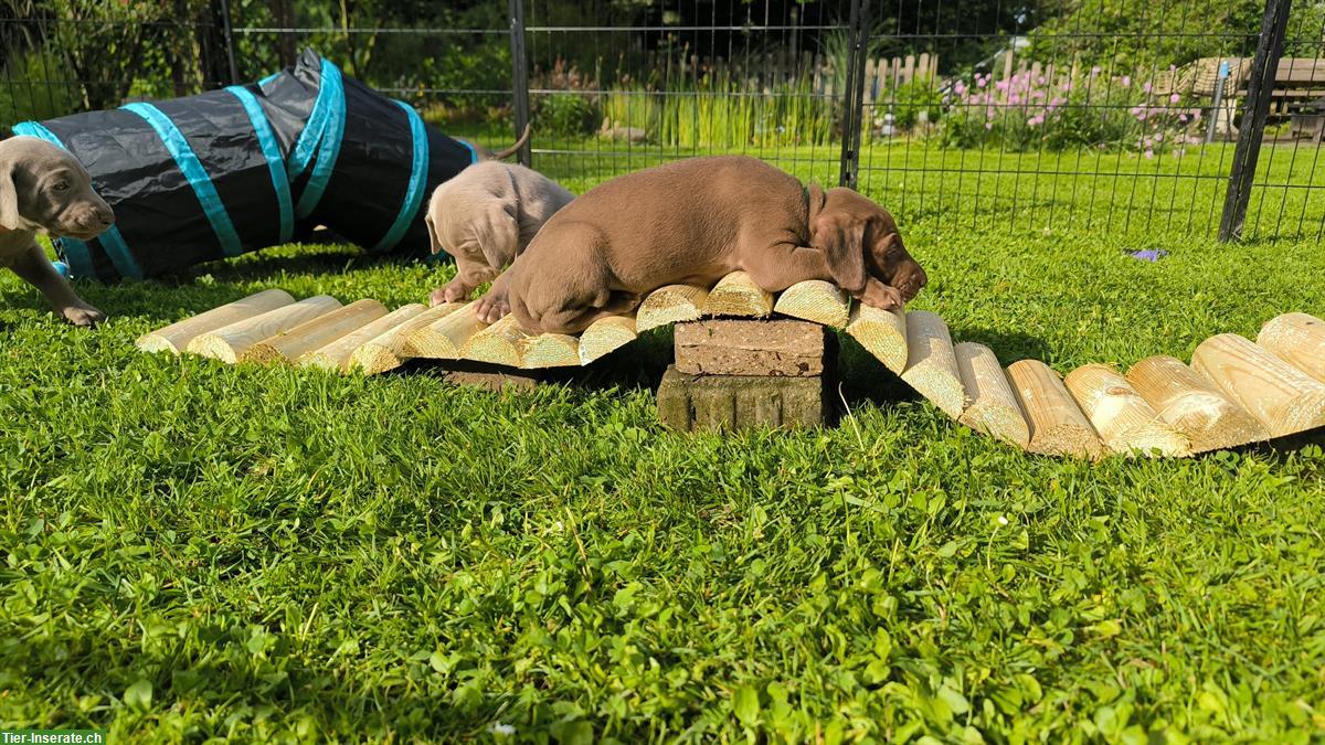 Bild 9: Deutsche Kurzhaar x Weimaraner Welpen suchen Zuhause