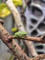 3x Hyla Cinerea 1.2 Laubfrösche zu verkaufen